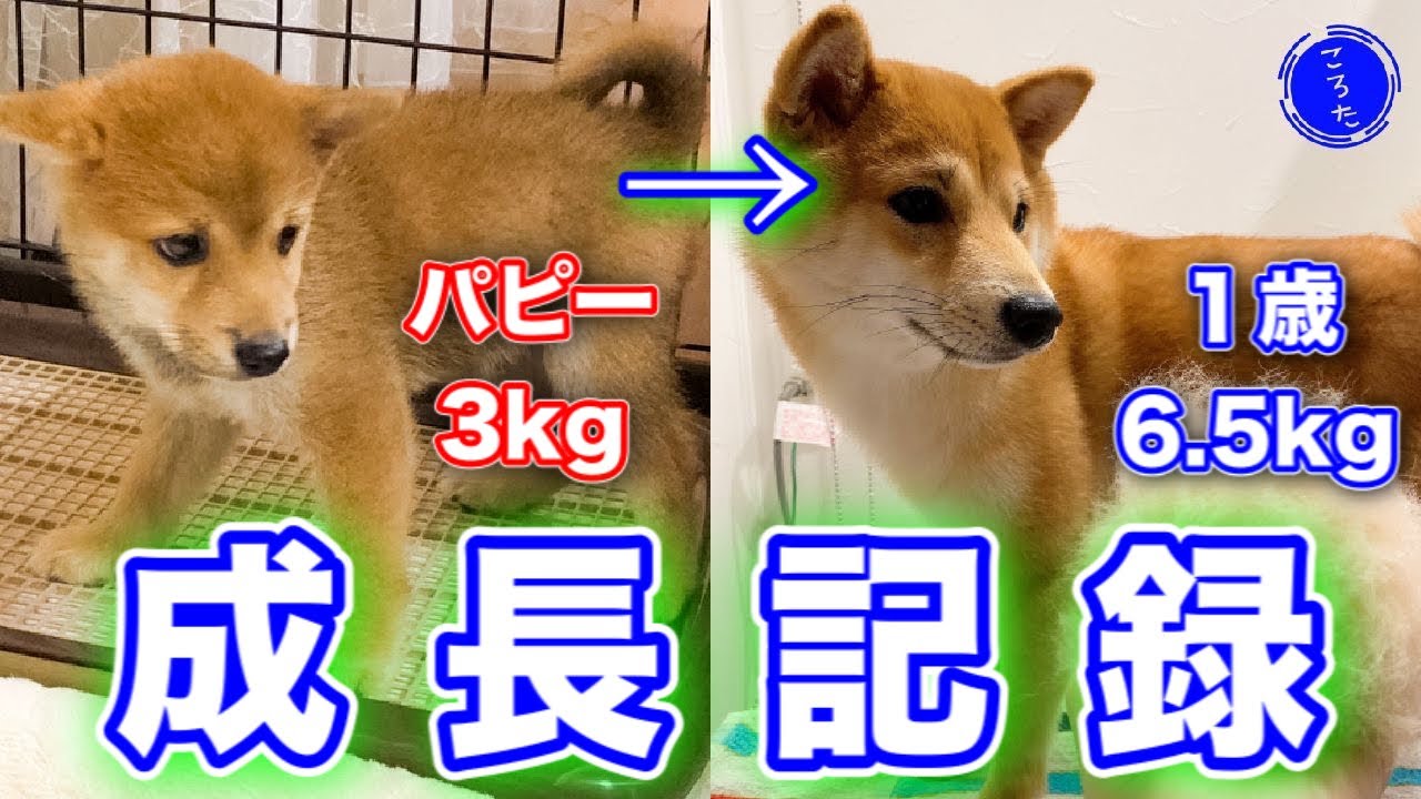 子犬 とっても臆病な豆柴ころたのパピーから１歳までの成長記録 柴犬 Dog Growth Record Youtube