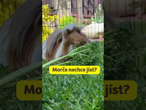 Video: Můžou morčata jíst mátu?