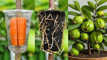 🌿How to grow guava tree, great way to propagate guava tree by air layering using a carrot🥕