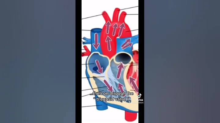 Heart Circulation