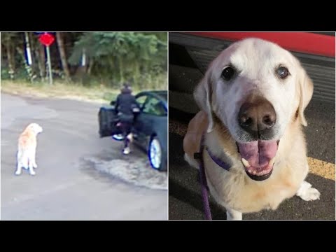 Video: Cane Scomparso Trovato In Ospedale Con Proprietario Malato Il