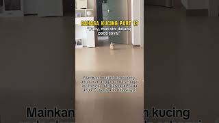 Bahasa Kucing Part 13 😻