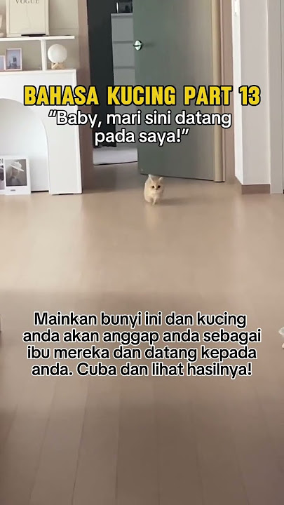 Bahasa Kucing Part 13 😻