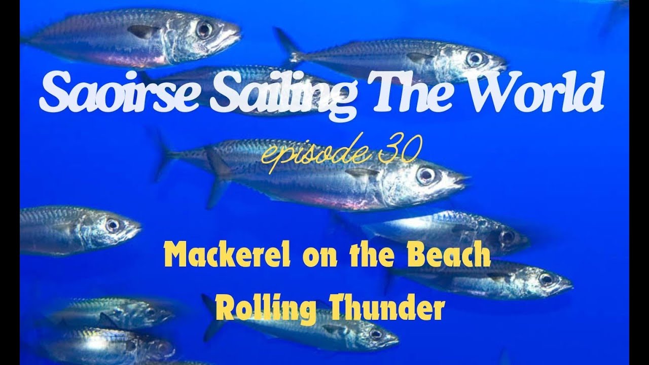 Mackerel on Beach, , Secret Project Festival, Saoirse Sailing the World 30