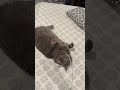 is she PLAYFUL?!?! #funny #cat #cute #viralshorts #fyp