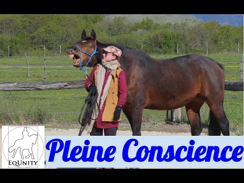 Méditation Pleine consience (Mindfulness) avec le cheval