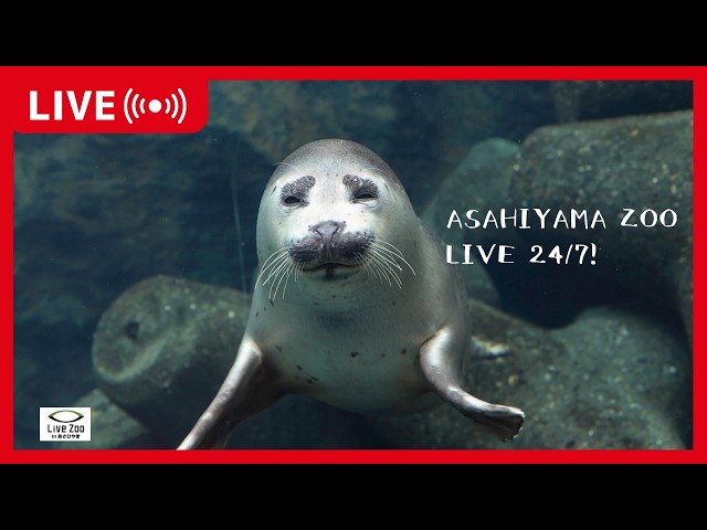 見逃し配信：2026/9/17 18:00〜9/18 6:00】アザラシ - YouTube