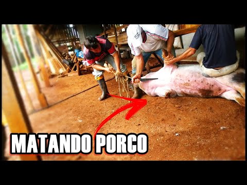 Vídeo: Homem Matou Filho E Deu A Porcos