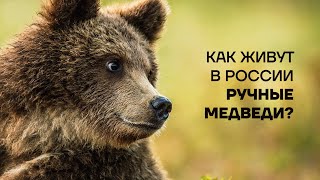 Как живут в России ручные медведи?