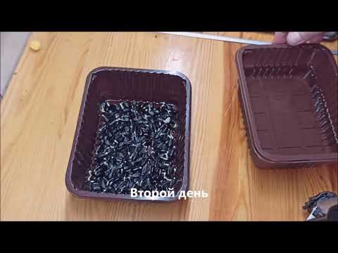 Проростки подсолнуха(ещё один