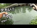 足元にブルフラ落としたらバケモン来た