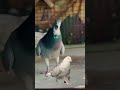 pigeon# 🕊️gangster#💪 song👈# viral# vide#