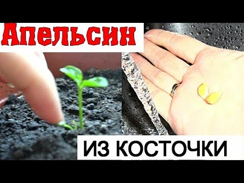 Как вырастить ДЕРЕВО ИЗ КОСТОЧКИ. Апельсин.