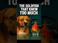 What Your Goldfish Actually Remembers May Shock You #shorts