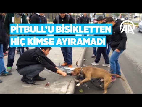 Pitbull'u bisikletten hiç kimse ayıramadı