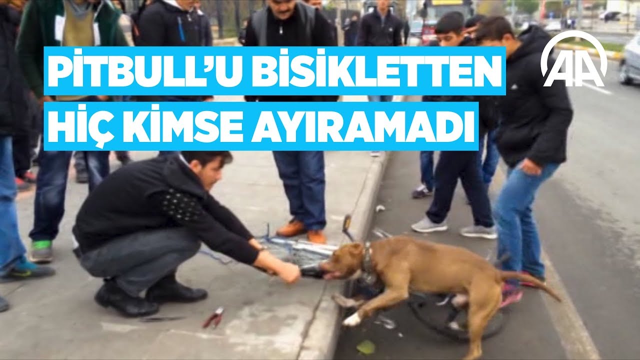 Pitbull U Bisikletten Hic Kimse Ayiramadi Youtube