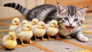 The kitten was surprised to see the little yellow ducklings in its house! FUNNIEST Pet 🤣Funny Cute.