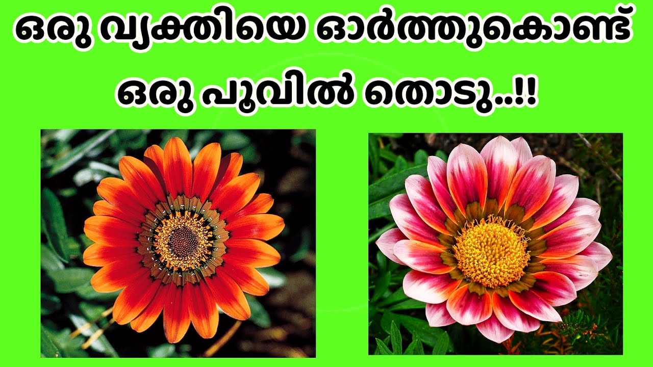 💫💫ഒരു വ്യക്തിയെ വിചാരിച്ചു കൊണ്ട്...മനസ്സ് പറയുന്ന ഇഷ്ട്ടപെട്ട ഒരു പൂവിൽ തൊടു
