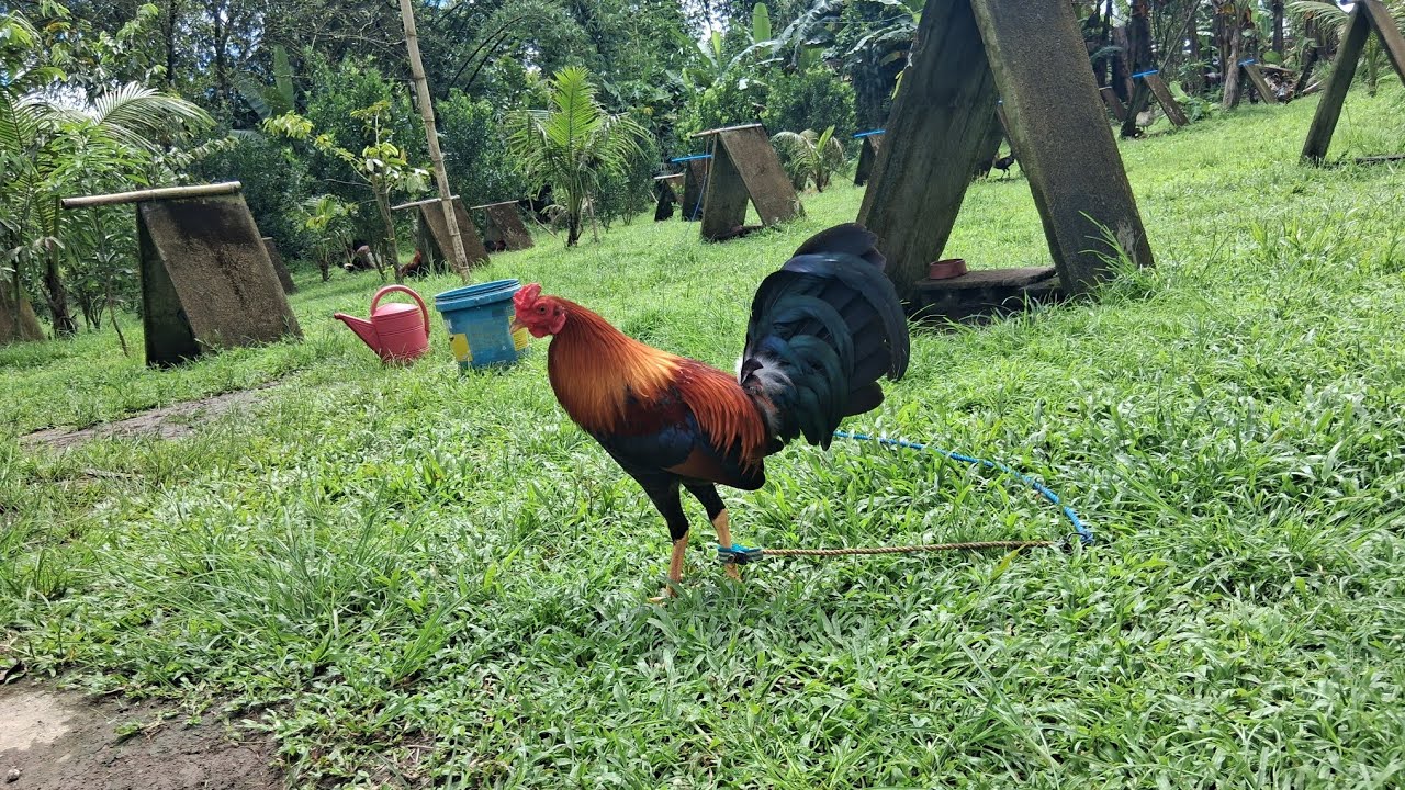 Champion kami ulit sa 2hits mga boss, naitali ko narin yung earlybird 