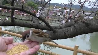 桜の木に集まって来る雀達 20230321 16（天満宮）