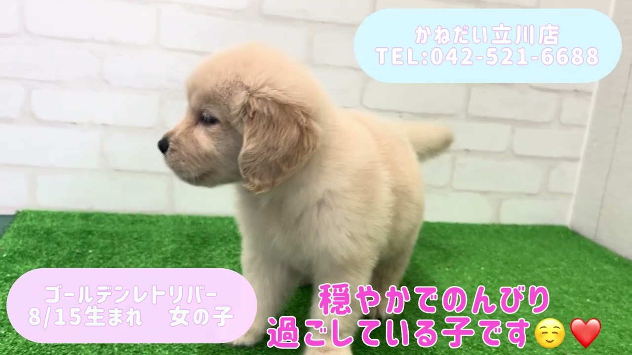 価格の安い【動画あり！】ゴールデンレトリバー♀ のんびり穏やかな