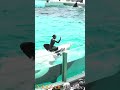 ラビーちゃんトレーナーさん、お腹の上で、・・・#shorts　 #シャチ #orca #鴨川シーワールド #killerwhales #シャチパフォーマンス #水族館