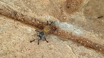 Life On Earth Video Ant