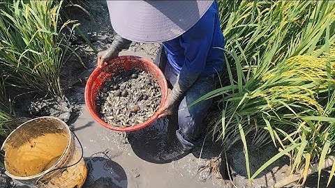 Giải cứu cá rô đồng mắc cạn (T120) bắt cá mê luôn 