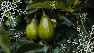 Авокадо  Зимой в открытом грунте.  #авокадо_из_косточки #авокадо #авокадо_в_открытом_грунте