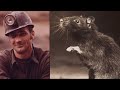 Der Bergmann fütterte immer die Wilde Ratte - Dann eines Tages, rettete sie sein Leben!