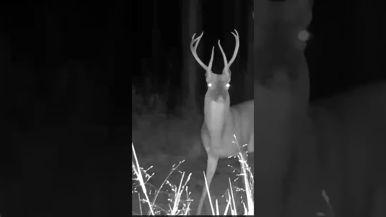 Correct That Boo And Hurry Youtubeshorts Youtubevideos Subscribe Shorts - Video