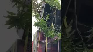 Dj Accident Video Dj Palat A