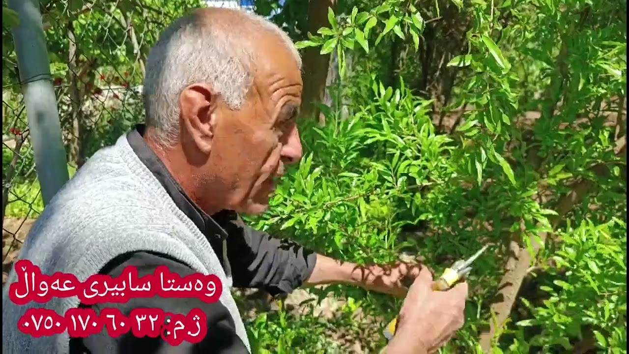 چۆنییەتی پەروەردەکردنی داری مێو و هەنار