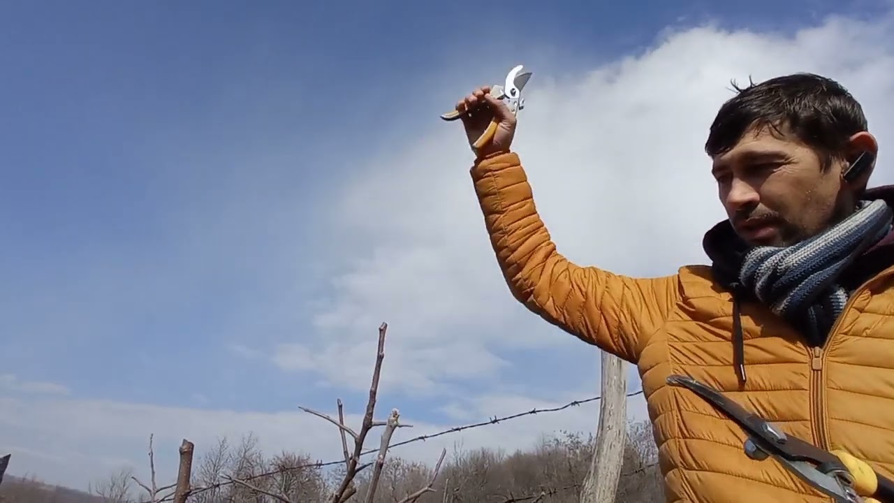 Cum Tai Pomii in Livadă.Taiere măr anul 3.