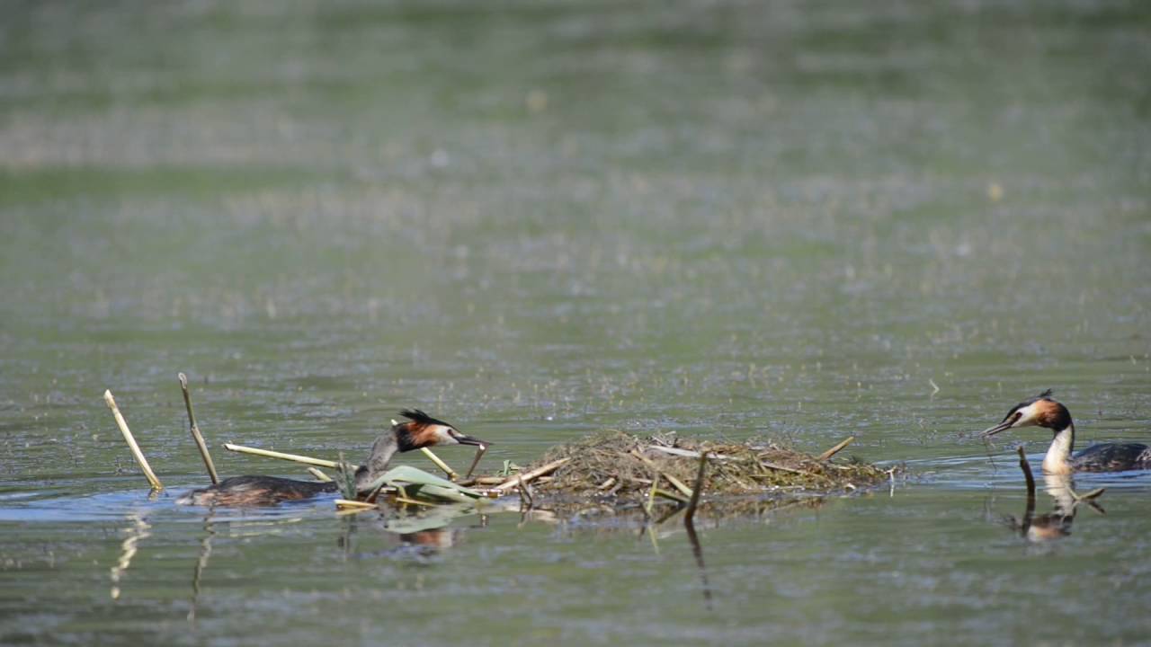 Svassi in cura e in cova del/sul nido sul fiume Sele