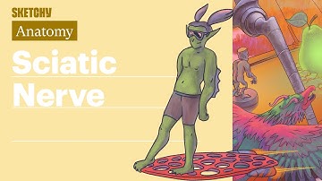 Sciatic Nerve (Anatomy) | USMLE Step 1 | Sketchy Medical