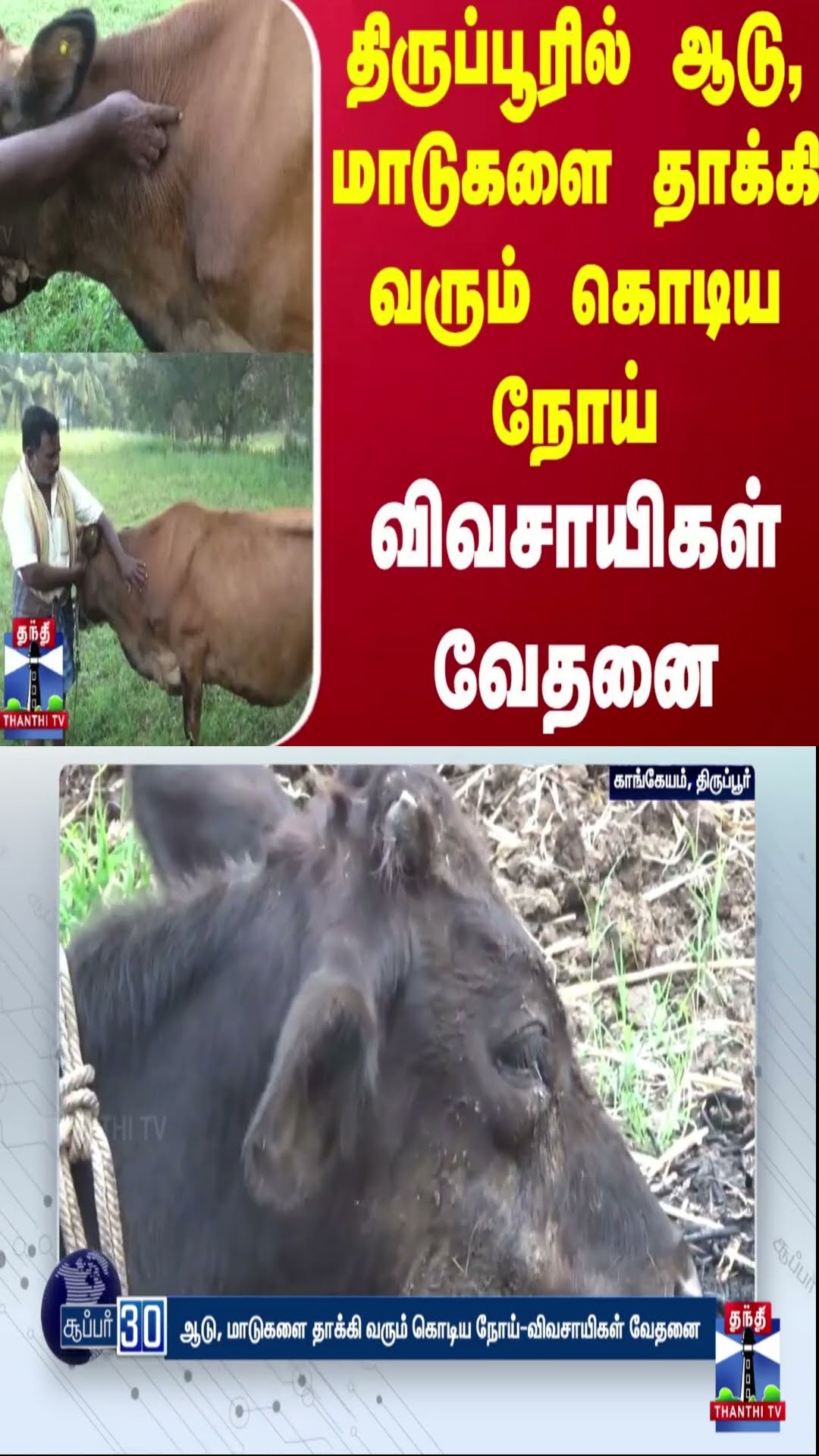 திருப்பூரில் ஆடு, மாடுகளை தாக்கி வரும் கொடிய நோய் - விவசாயிகள் வேதனை