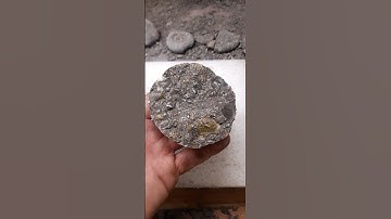 everything but an ammonite #fossil #whitby #ammonite #fossilfinds #fossilflip #fossiloftheday