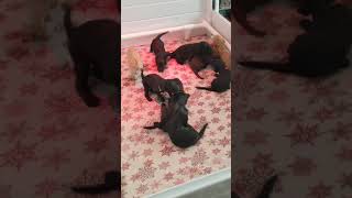 Two week old puppies