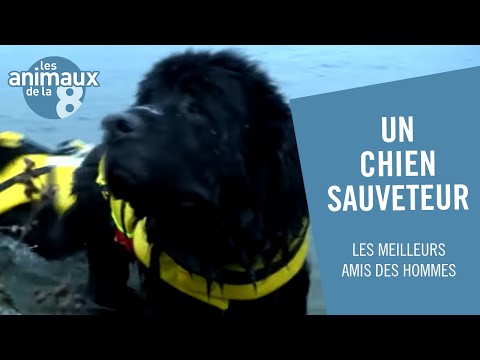 Vidéo: Pet Scoop: Les plaisanciers sauvent un chien du golfe du Mexique, un officier sauve un chiot d'un tunnel