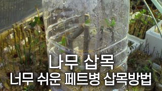 집에서 쉽게 따라하는 페트병 삽목 성공률 100% | 분재 30년 나무 부자의 삽목 노하우