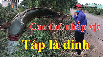 Câu cá lóc - gặp cao thủ nhấp vịt cá táp là dính - snakehead fishing