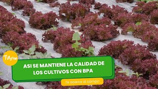 Así se mantiene la calidad de los cultivos con BPA - TvAgro por Juan Gonzalo Angel Restrepo by TvAgro 1,237 views 2 days ago 26 minutes