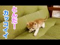 カッコよくジャンプしたから見て！子猫の成長記録
