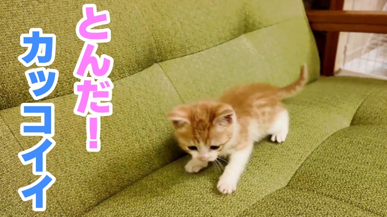 カッコよくジャンプしたから見て！子猫の成長記録