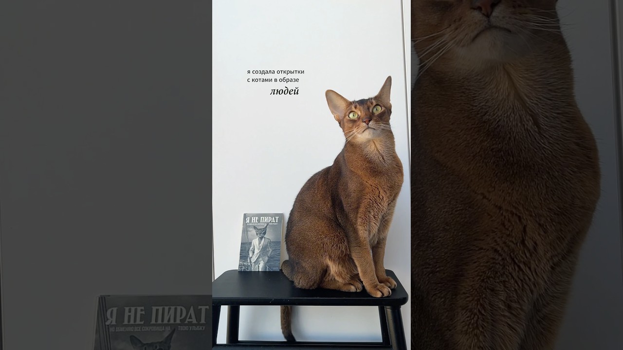 Розыгрыш уже в моем тг-канале «Настя и кошачьи истории» @vasiljevanastya #котики #коты #абиссинец