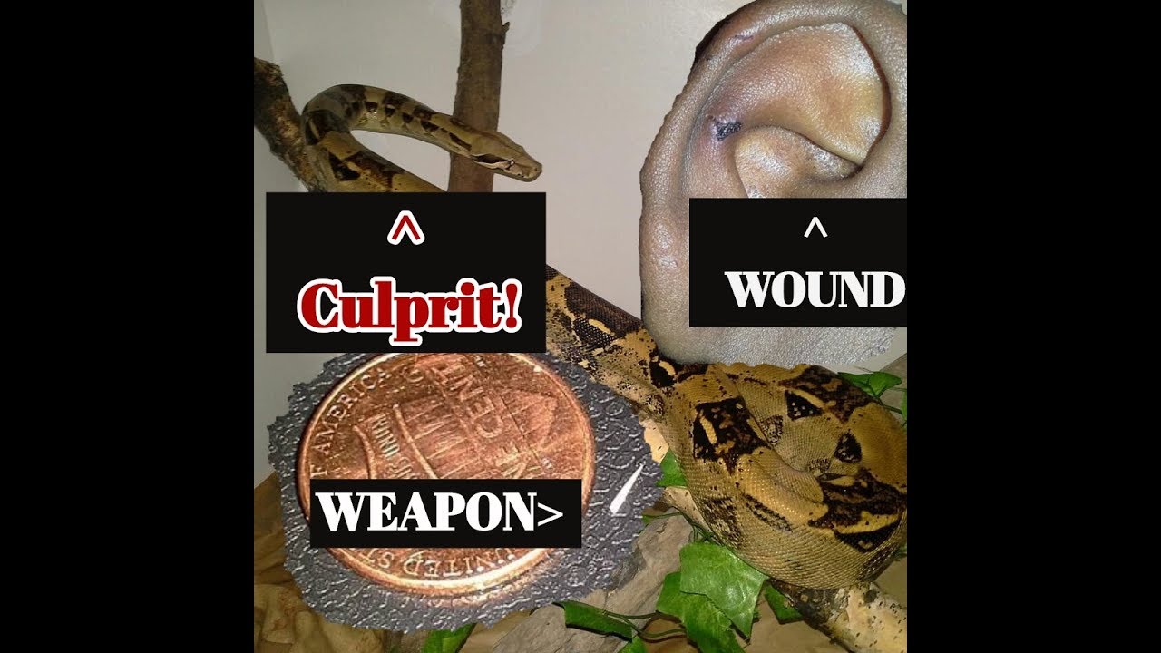 reptile lovers live with 80 snakes SHE GOT ME! A bite from my Boa Maleficent Lol!