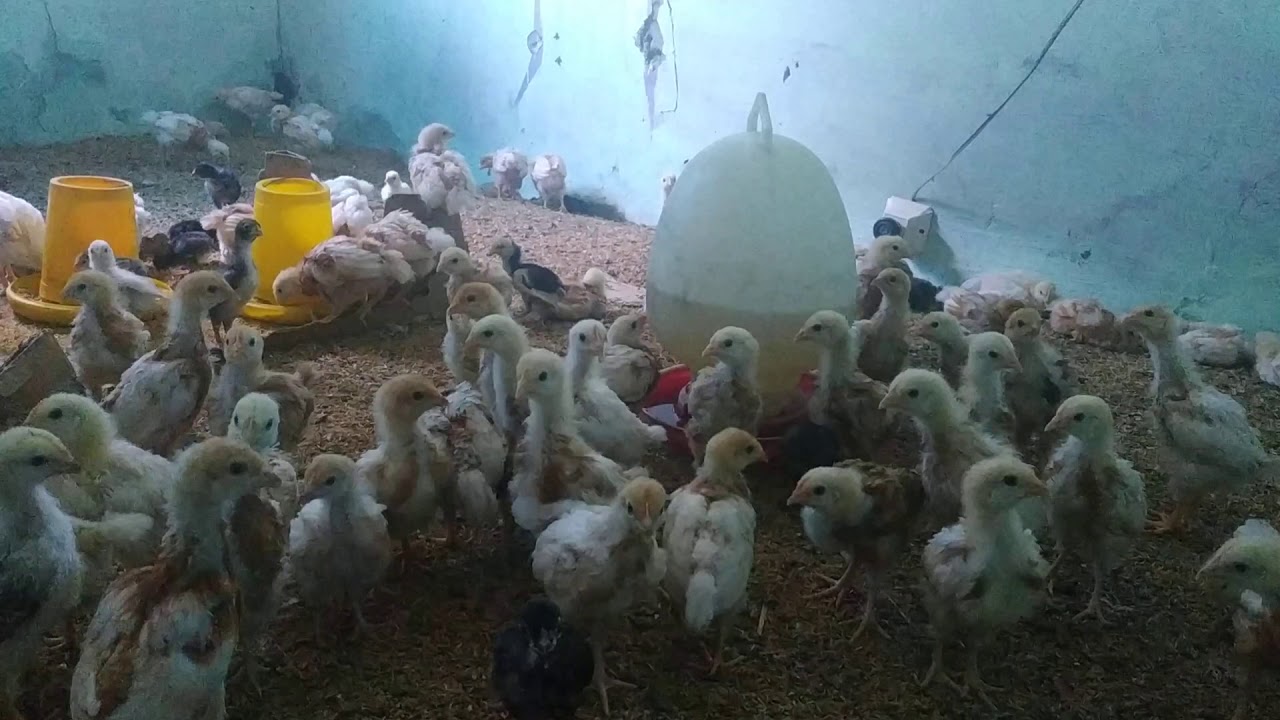 Peluang usaha ternak ayam petelur rumahan 