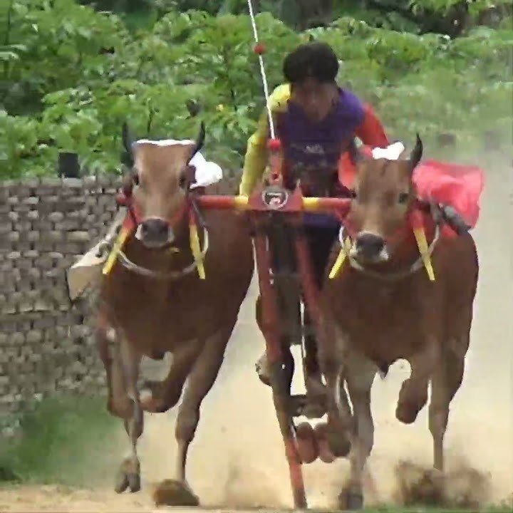 Karapan Sapi Tim Saou Jagat Bintang Timur.