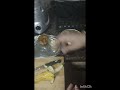 Banana shake healthy Smoothie | banana sattu shake